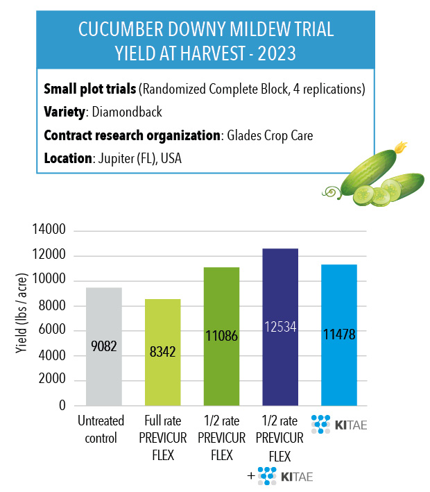 Cucumber trial : natural fungicide crop protection