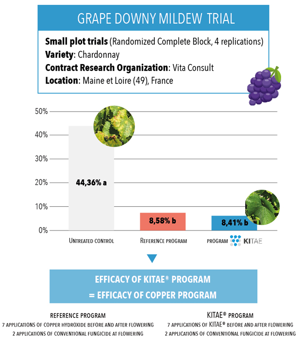 Grape trial: natural fungicide crop protection